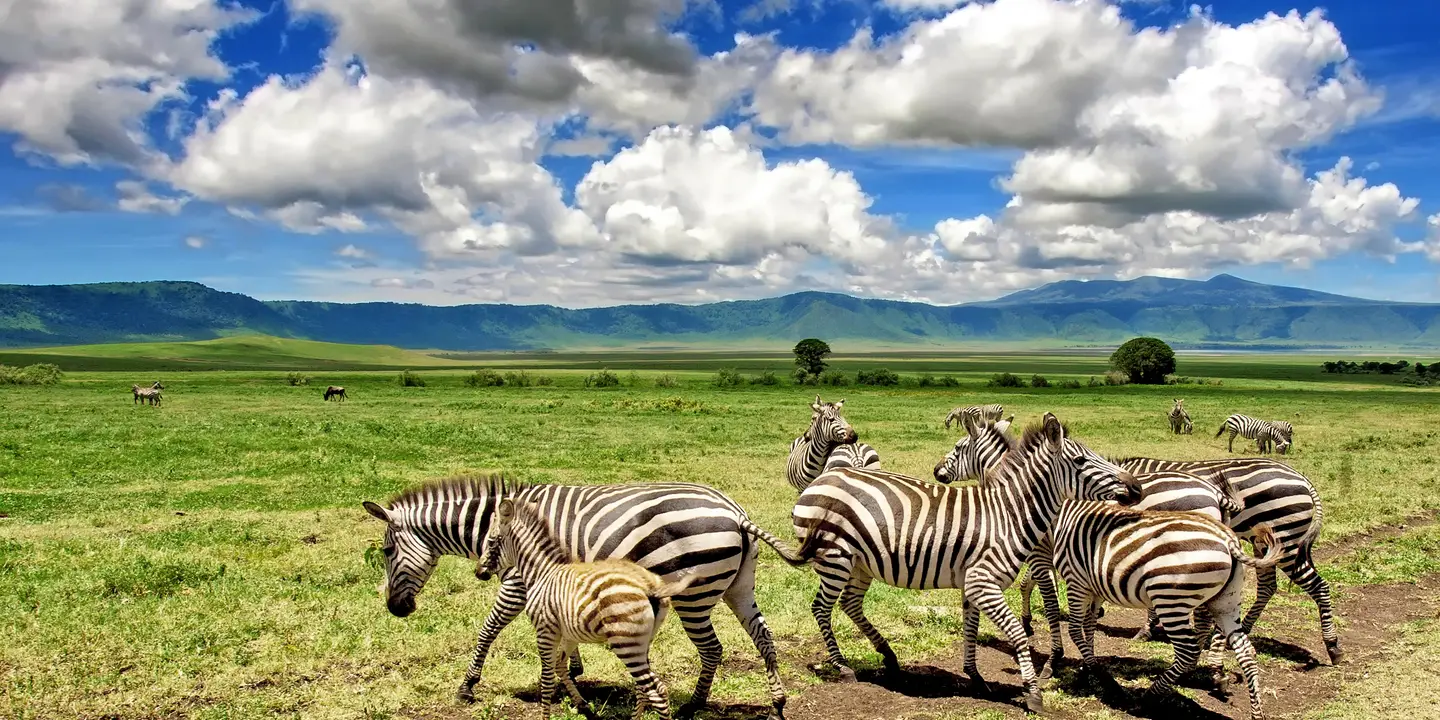 Tanzania Safari Season